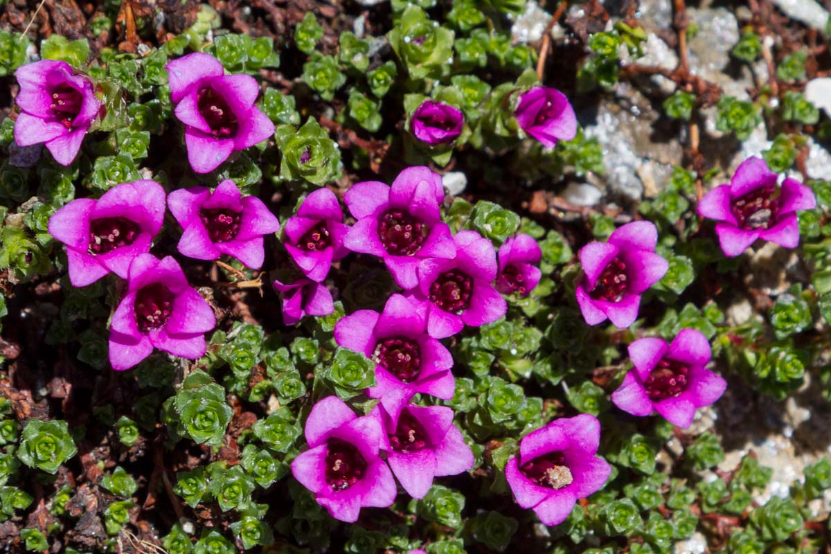 Saxifraga oppositifolia / Sassifraga a foglie opposte